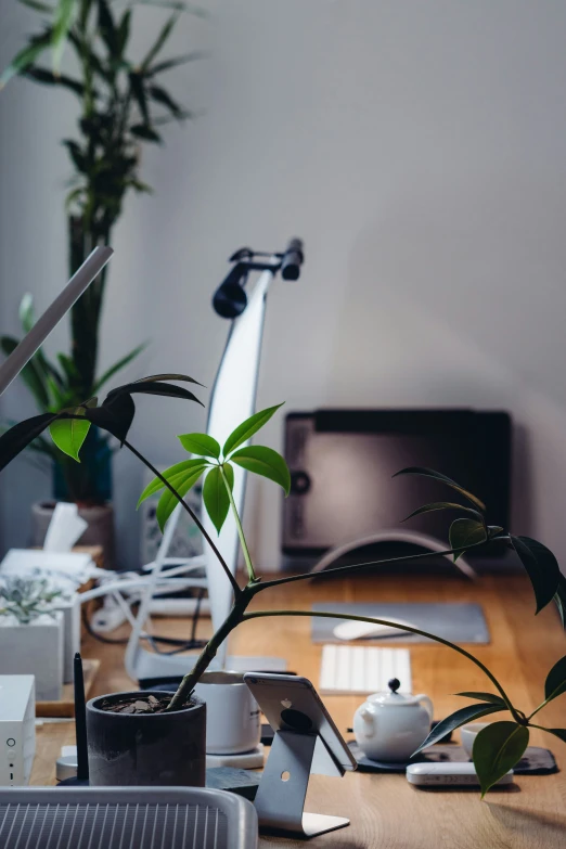 plant pots sit next to two computer monitors