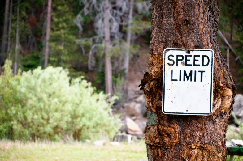 a speed limit sign attached to a tree