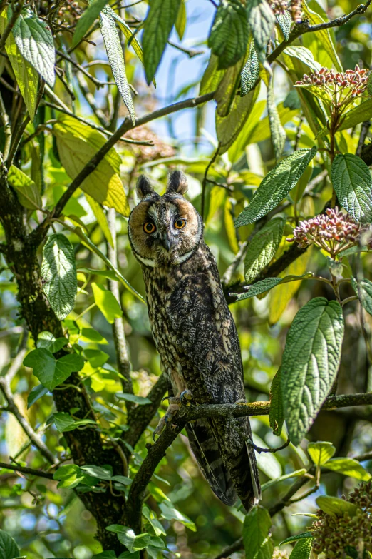 a very large cute owl perched on a nch in a tree