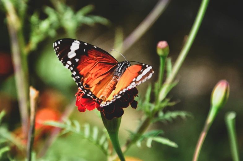 a erfly sits on an orange flower