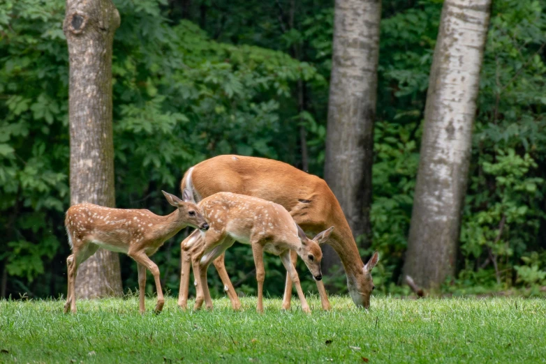 four deer are standing around in the forest