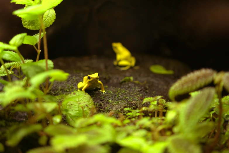 a green plant with a little yellow bug on it