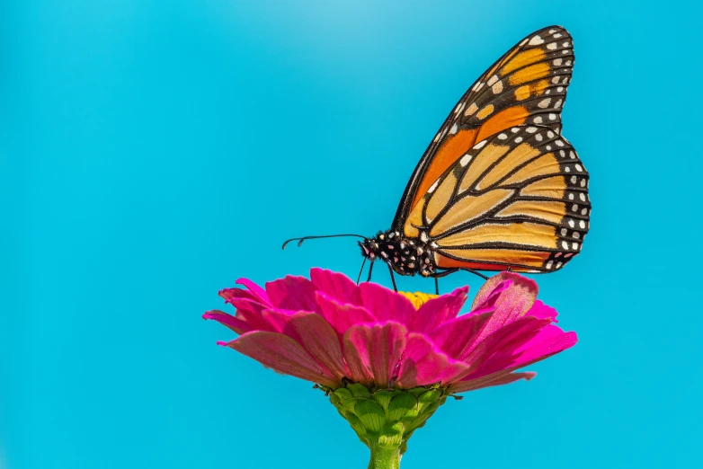 a erfly sitting on the back of a flower