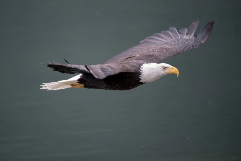 a bald eagle soaring over water during the day