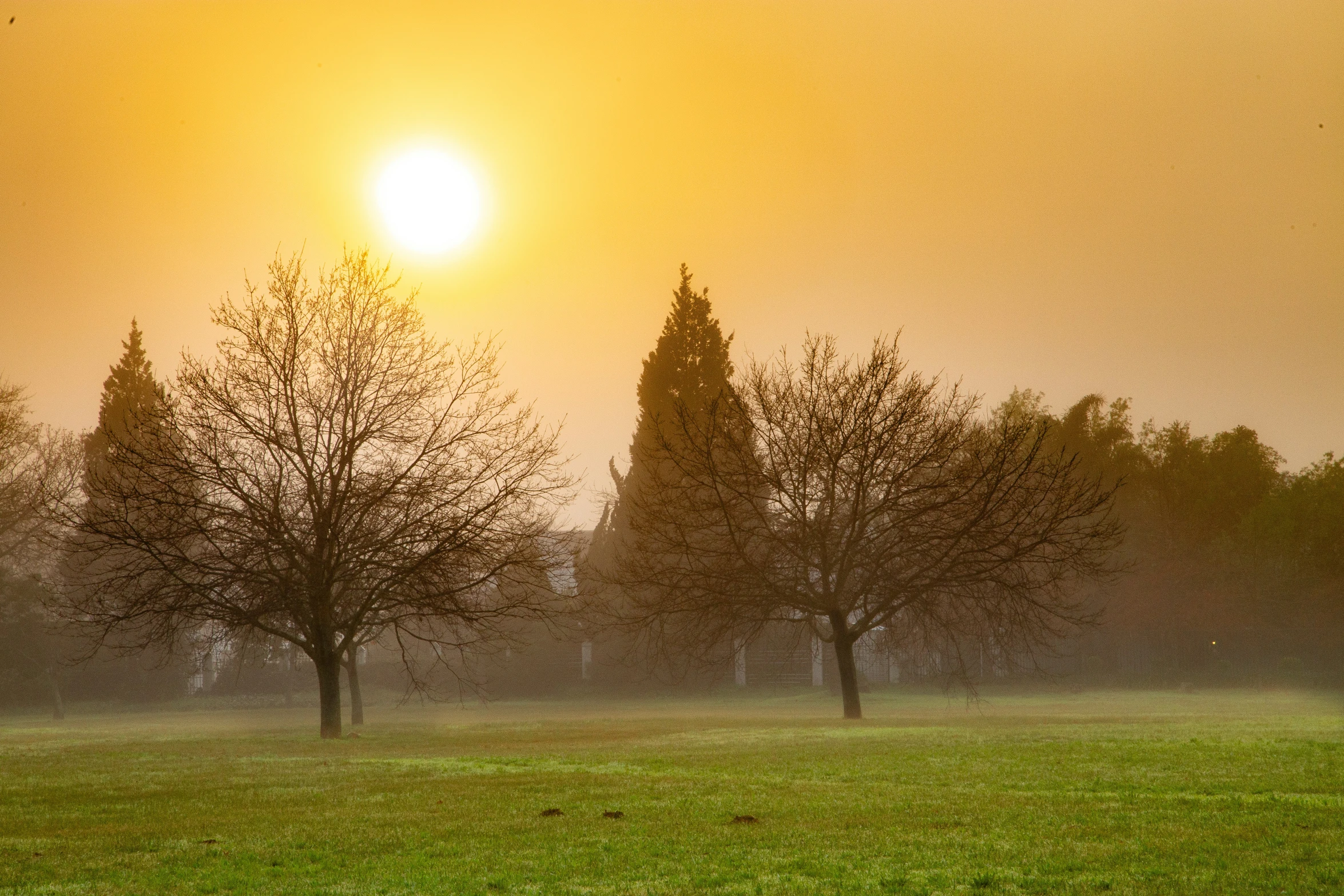 a field with trees and a few birds flying in the sky