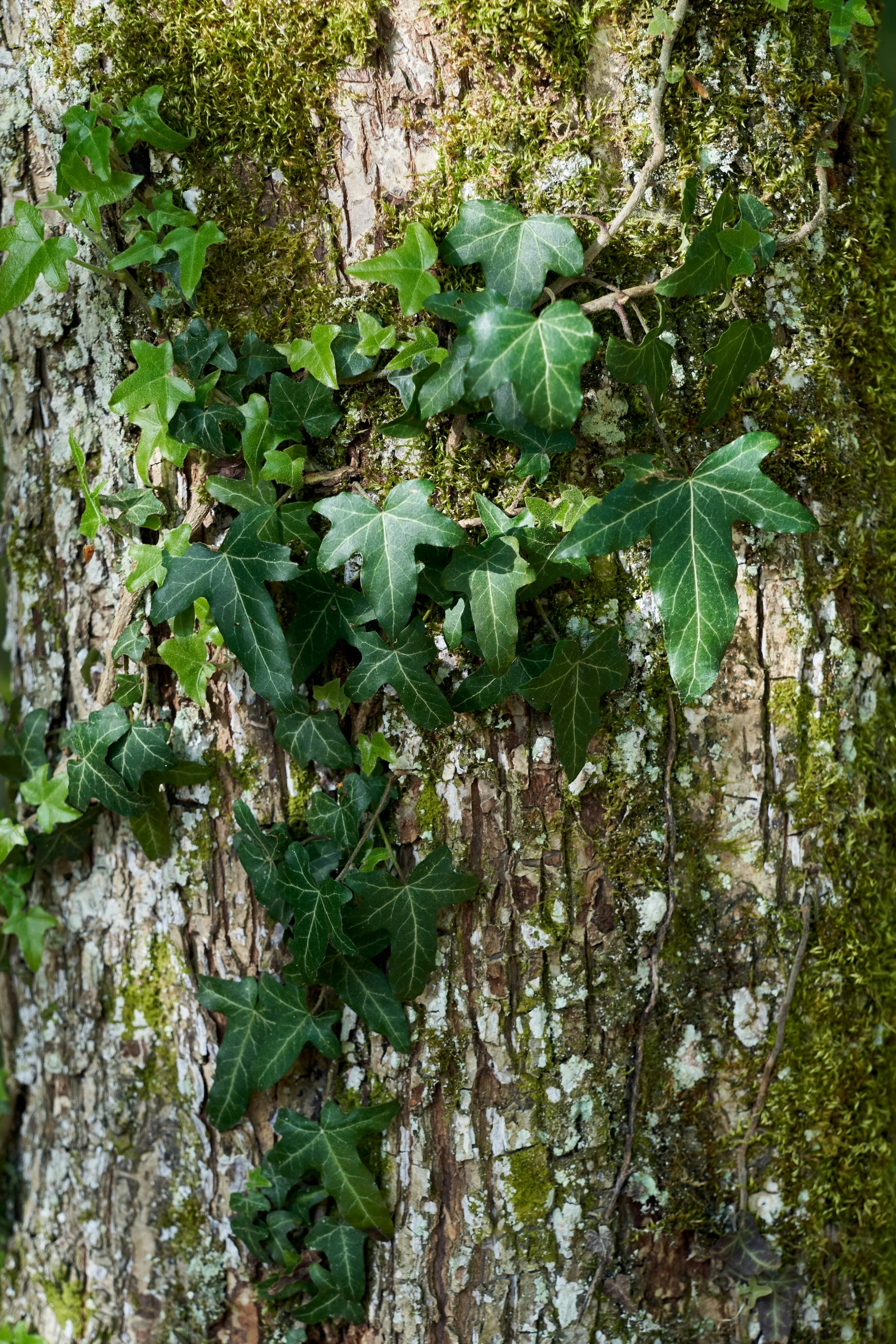 a close up of a tree trunk with leaves on it