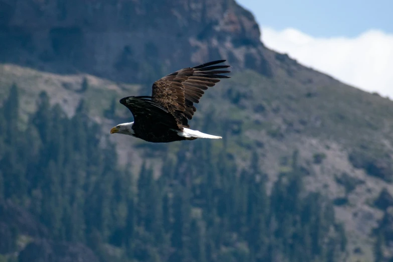 a bald eagle flying above a mountain in the daytime