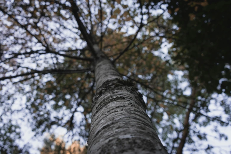 looking up at the bark of an ancient tree