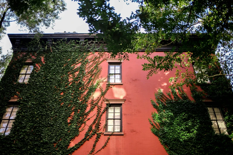 an ivy covered building with windows, and ivy growing on the wall