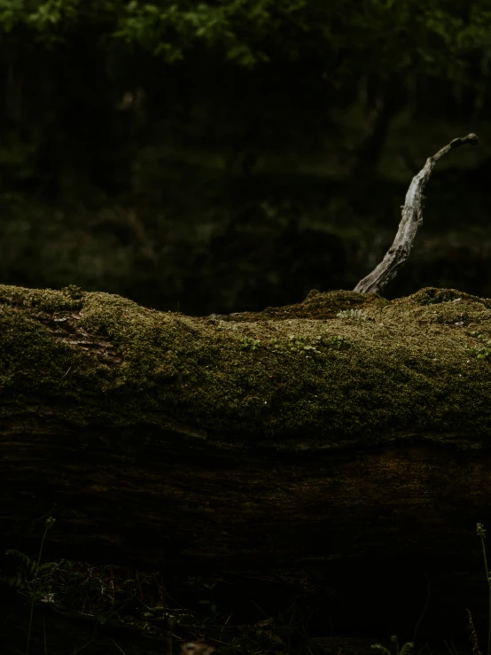 this is a tree that has fallen over