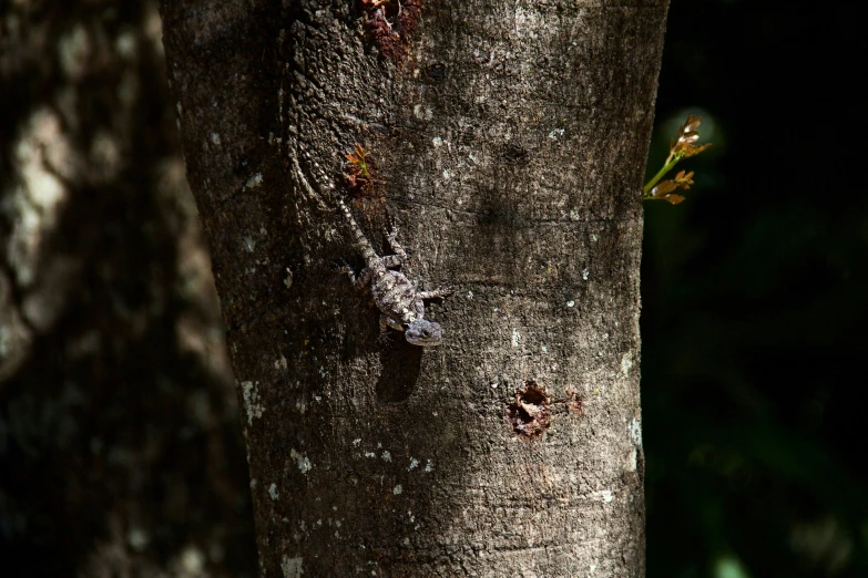 the tree is not covered by any leaves