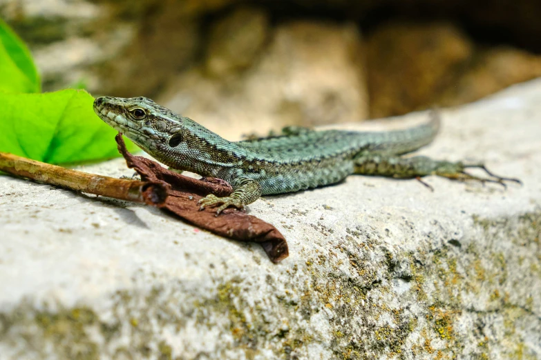 a small lizard standing on top of a rock