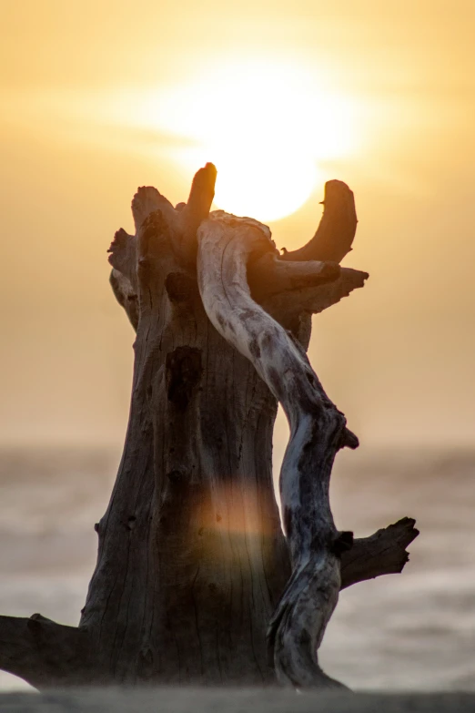 a tree that is next to the water