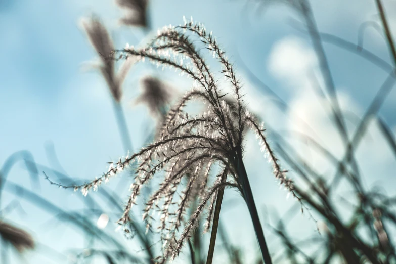 the top part of grass on a sunny day