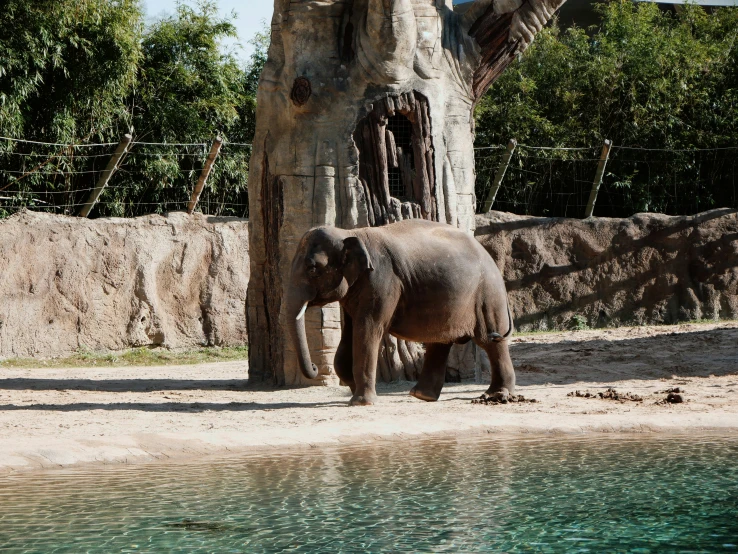 an elephant near a water source at the zoo