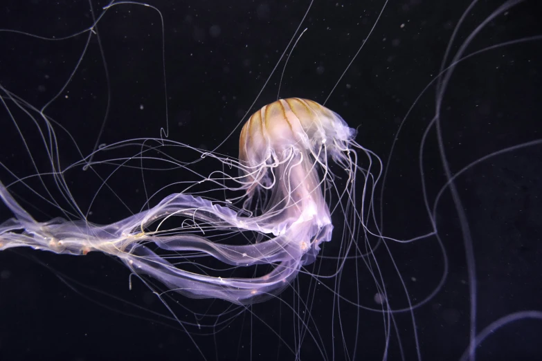 a large jellyfish with some very long tentacles floating