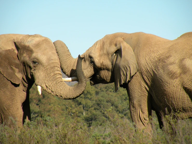 two elephants are interacting with each other