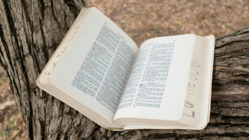 a book is sitting on a tree limb