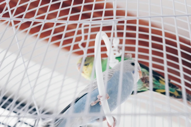 two birds sit in an egg type cage, one is holding the end of the cage