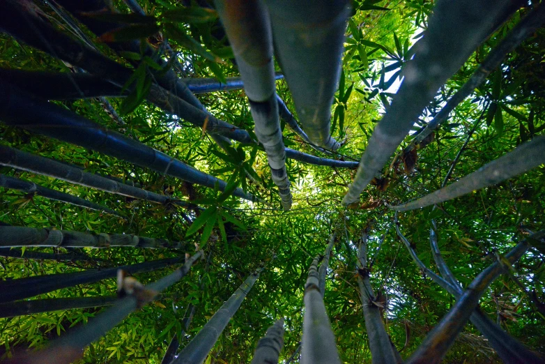 looking up into a dense forest canopy at the bottom