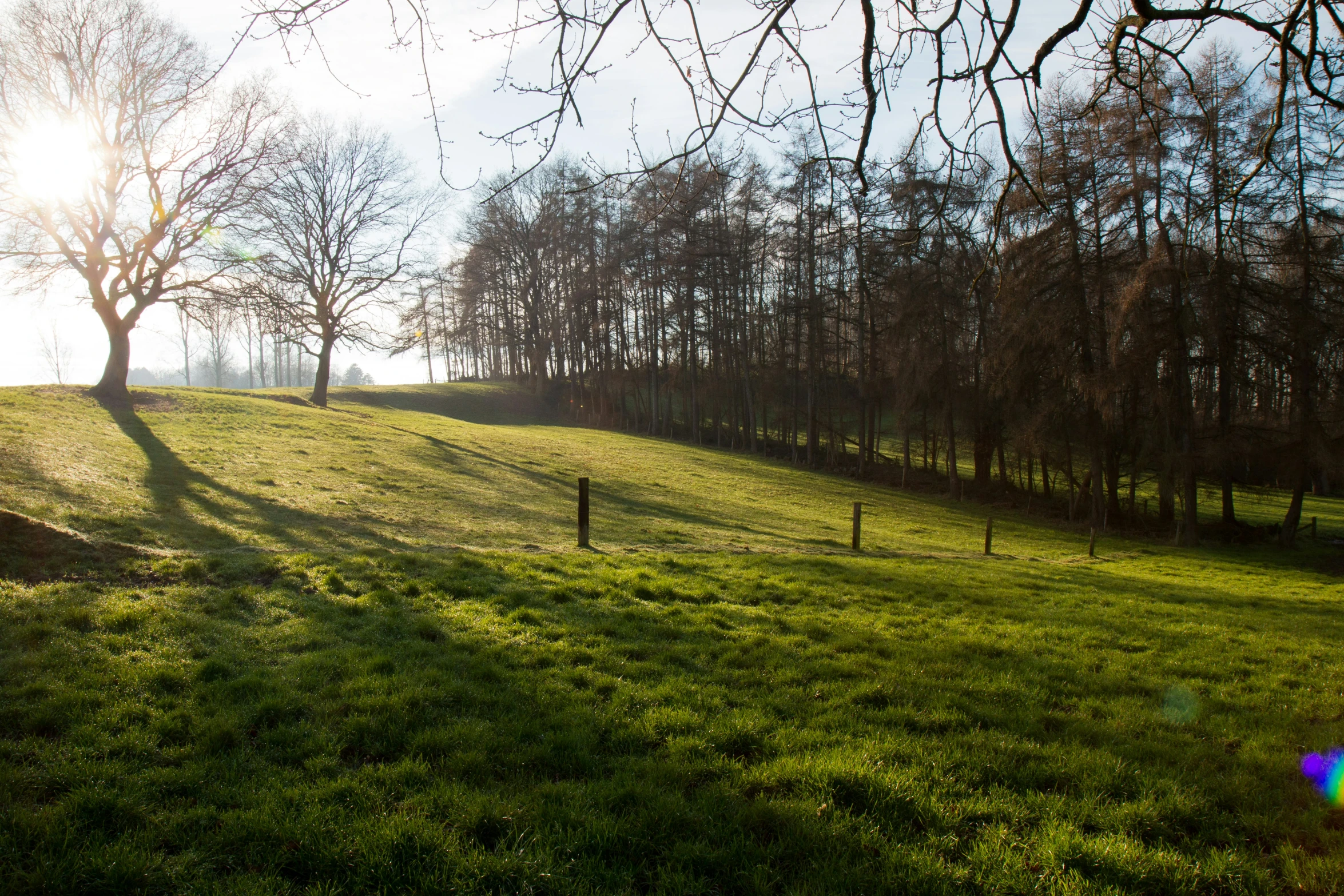 a tree covered field with a forest in the background