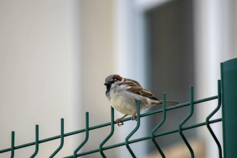 a small bird sitting on a wire fence