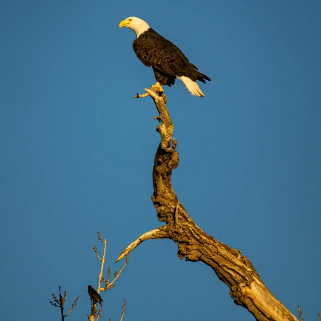 an eagle is perched on a log in the sky