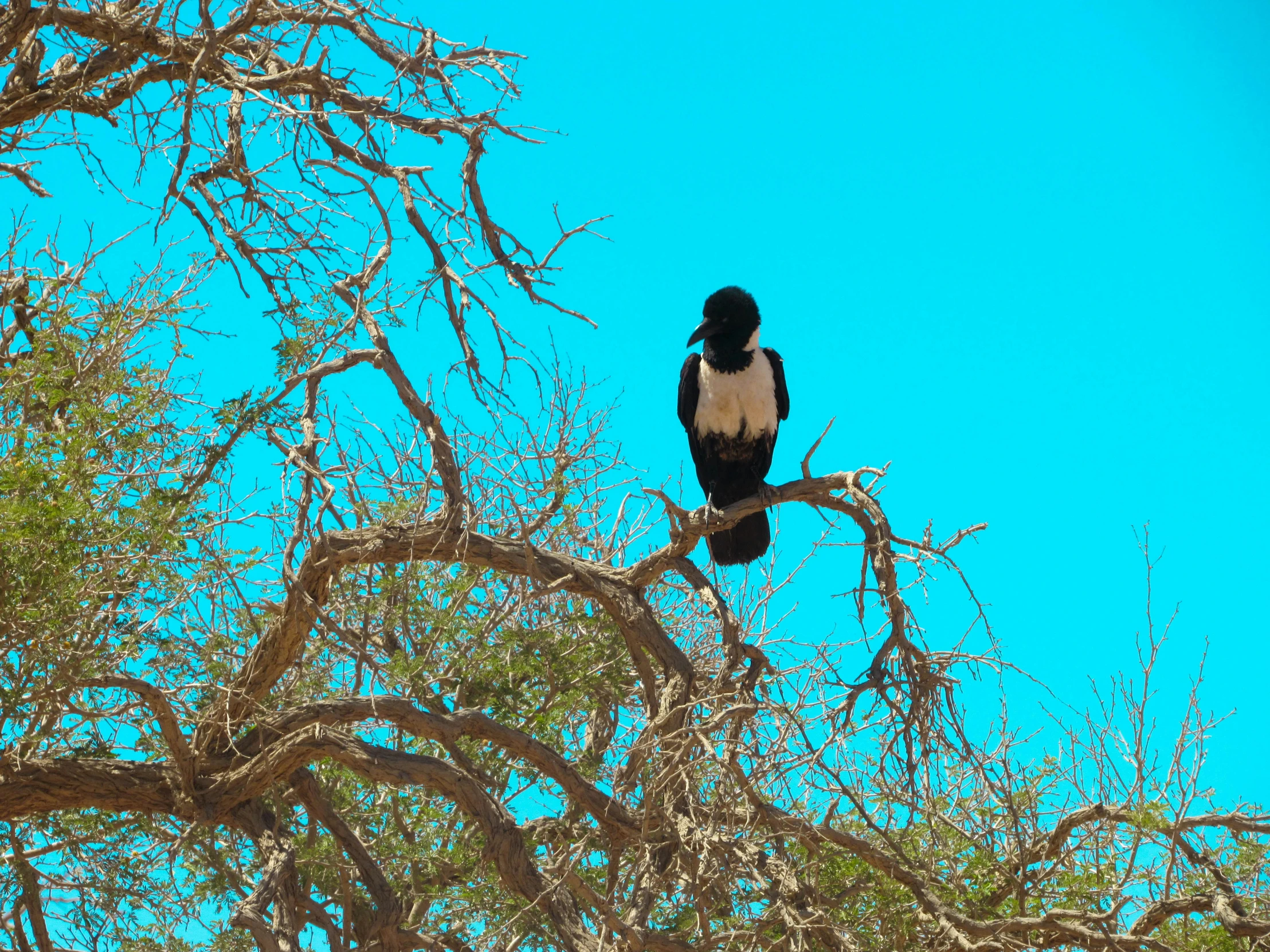 a bird sitting on top of a tree nch