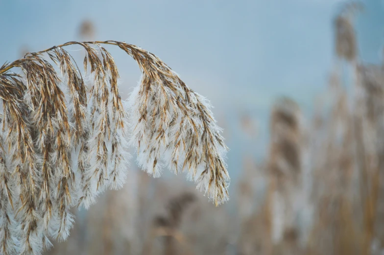 long grasses that are all covered with snow