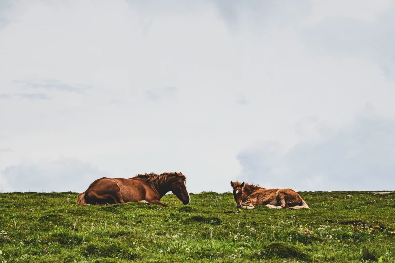 two horses that are grazing on the grass