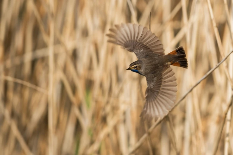 a small bird flying near a dry grassy field