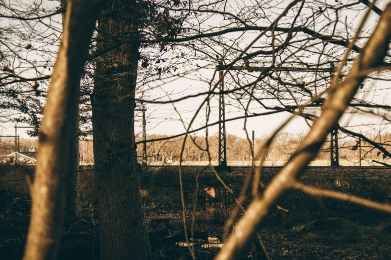 this is an image of some trees with only one person