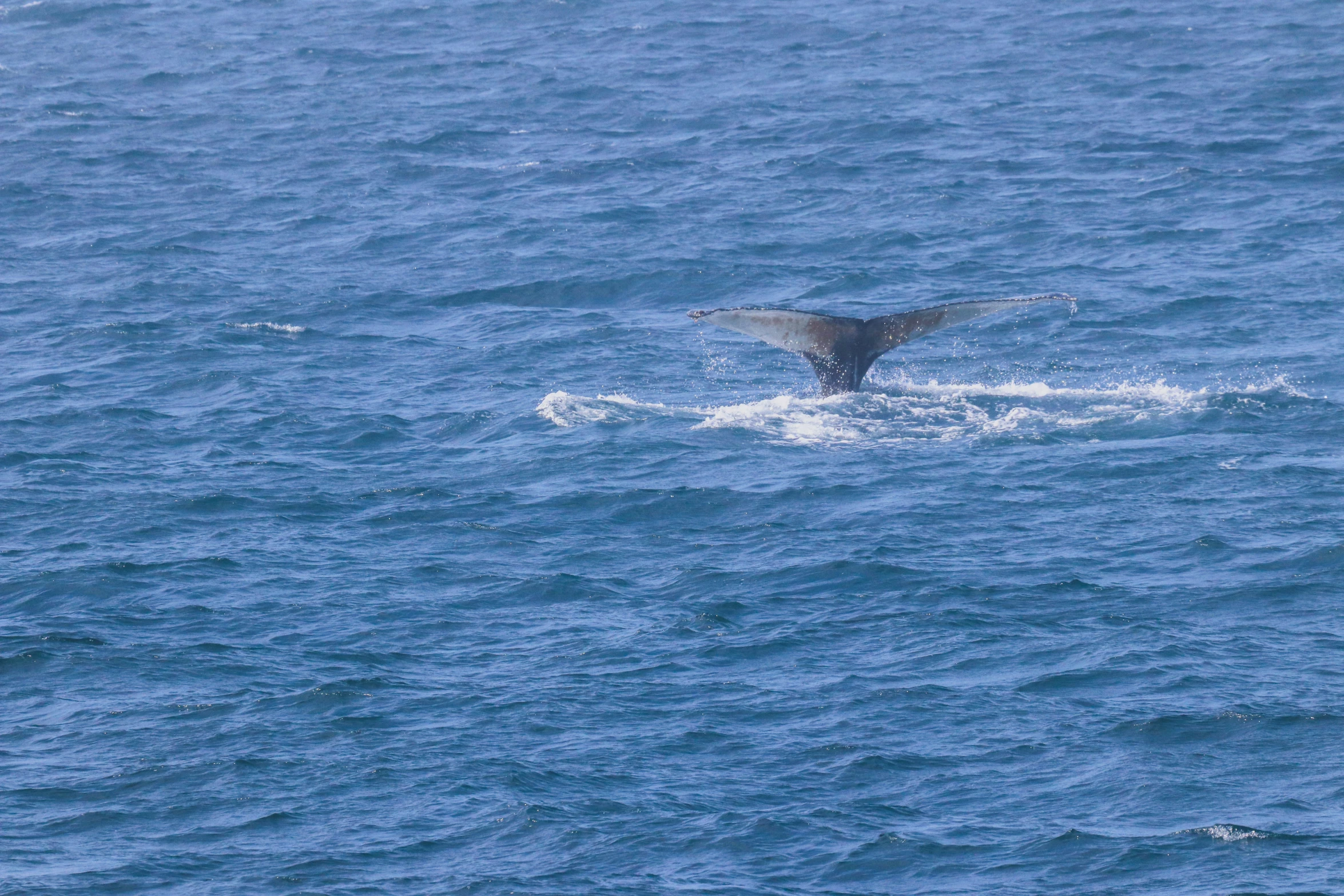a whale is sticking its tail out of the water