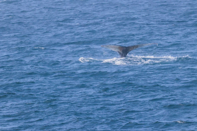 a whale is sticking its tail out of the water