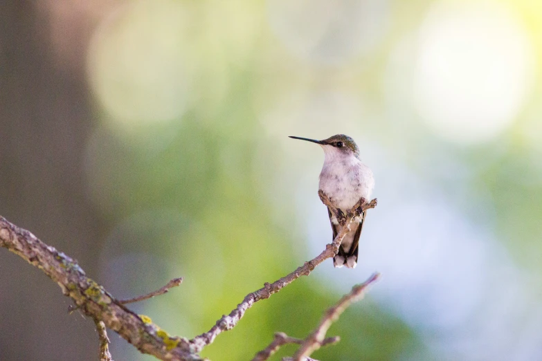 hummingbird sitting on top of tree nch with blurry background