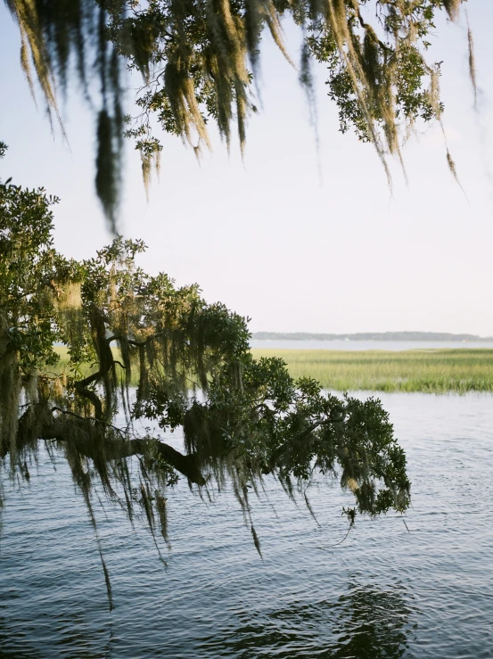 trees in the foreground near a river with another body of water