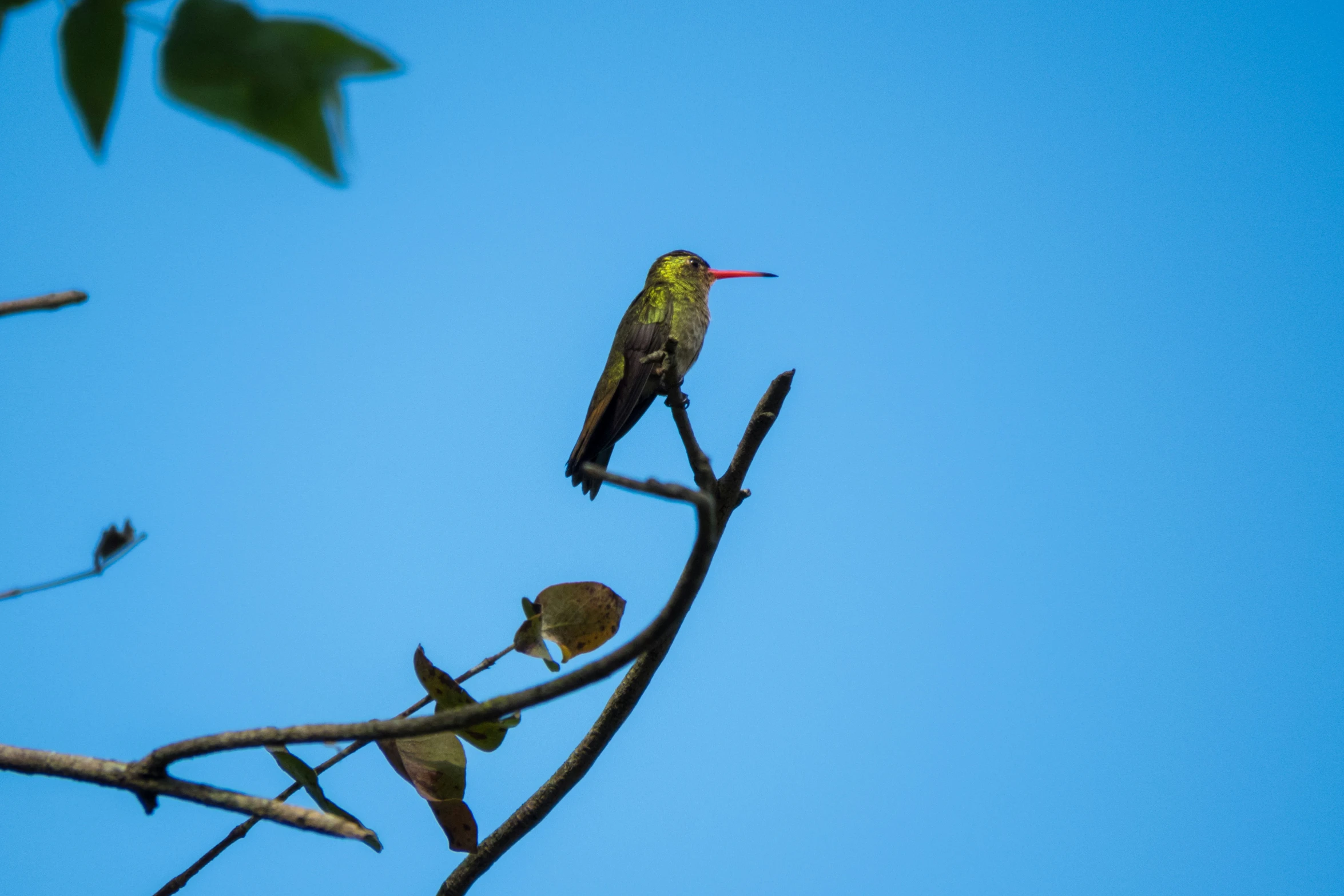 a bird on a limb and looking up into the blue sky