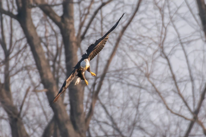 a bald eagle is flying through the trees