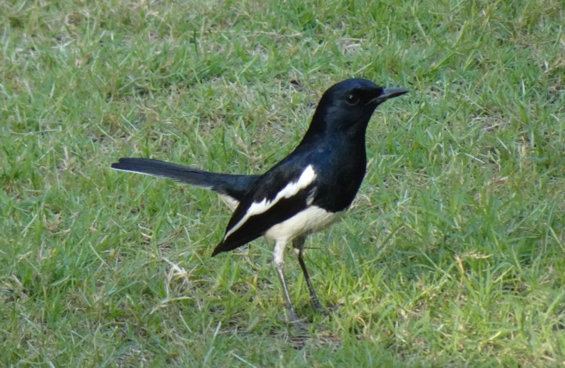 there is a black and white bird standing on the grass