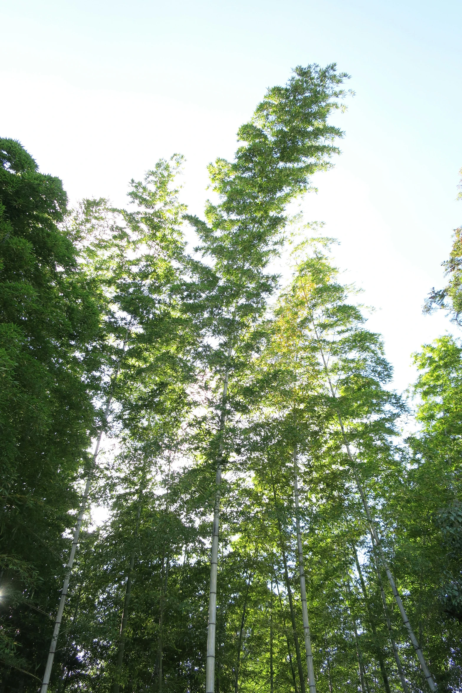 several trees are growing in a grassy area