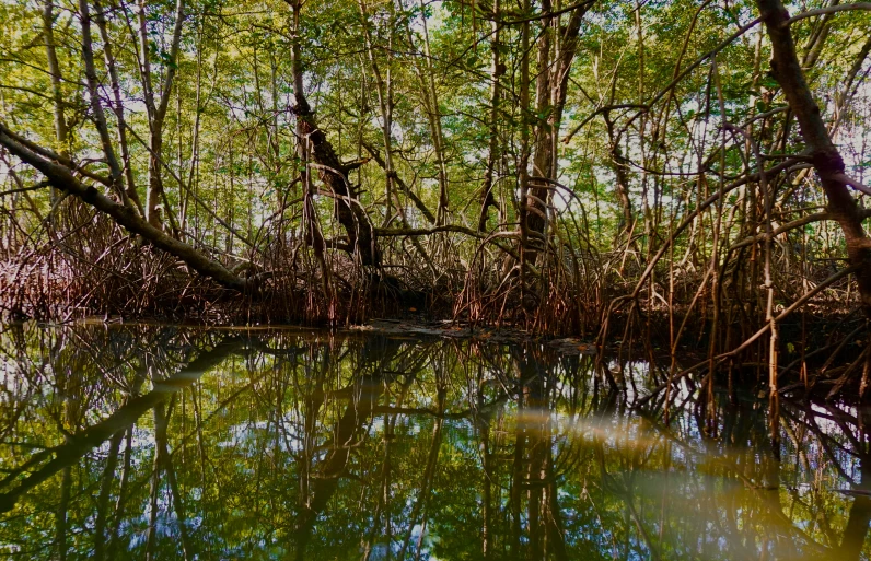 a tree filled body of water next to a forest