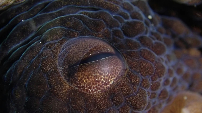 a close up view of a large and fuzzy fish