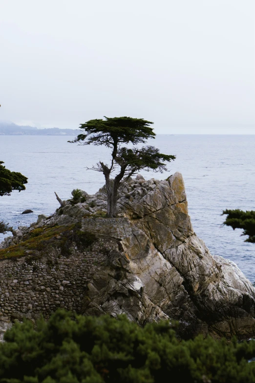 a tree on a rock in front of some water