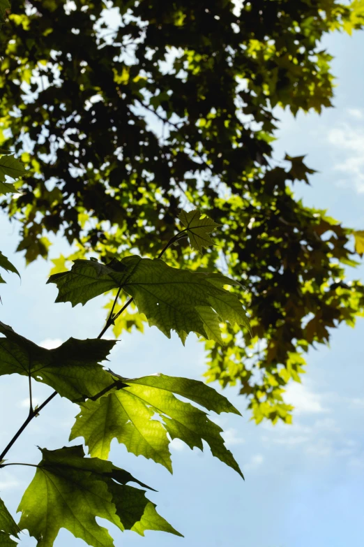 the green leaves of the tree are shining