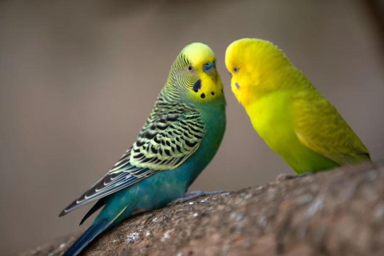 two brightly colored parakeets standing next to each other