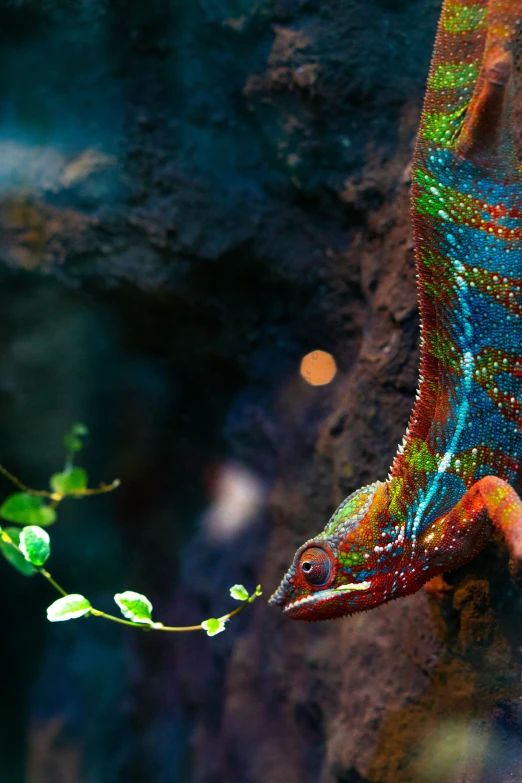 the lizard has bright colors and is eating a plant