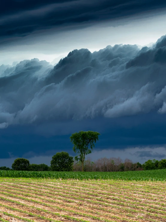 a storm rolls in over a field with several trees