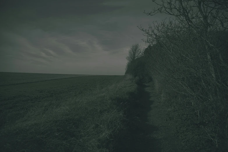 a tree with nches near a dark field