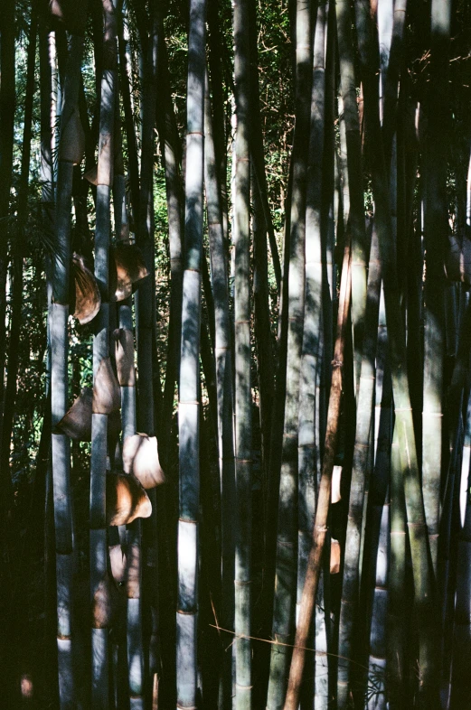 a view through a bamboo forest of trees