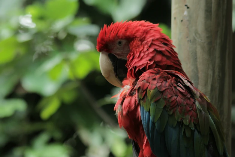 the brightly colored bird stands tall in front of the trees